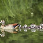 Oca egiziana con pulcini - Wikimedia - Charles j sharp